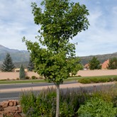 Maidenhair Tree